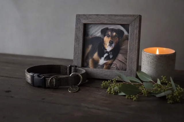 A framed photo of a dog next to its collar, a lit candle and a sprig of eucalyptus